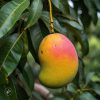 Alphanso Mango